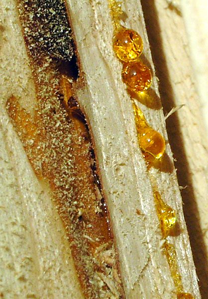  Wood resin, the source of amber.